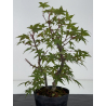 Acer palmatum deshojo I-8719 vista 3