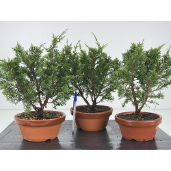 Juniperus chinensis itoigawa I-8720