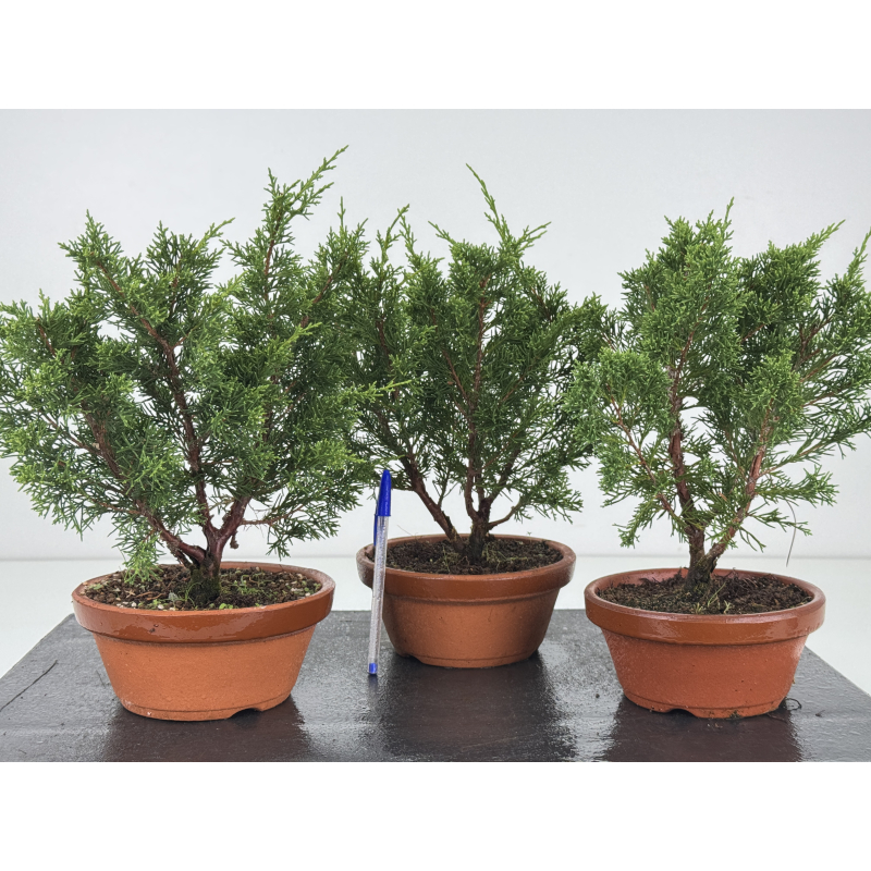 Juniperus chinensis itoigawa I-8720
