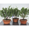Juniperus chinensis itoigawa I-8720