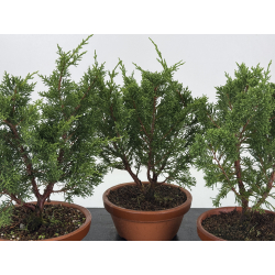 Juniperus chinensis itoigawa I-8720 vista 2