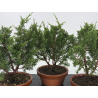 Juniperus chinensis itoigawa I-8720 vista 2