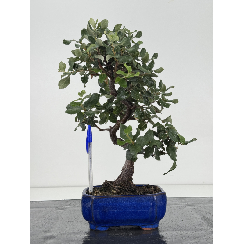 Quercus suber I-8721