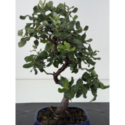 Quercus suber -alcornoque- I-8721 vista 2