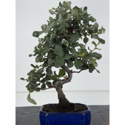 Quercus suber I-8721 view 3