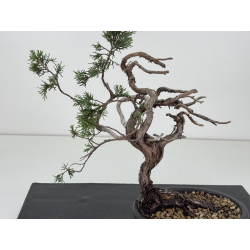 Juniperus sabina -sabina rastrera-  I-8722 vista 2