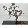 Juniperus sabina -sabina rastrera-  I-8722 vista 2