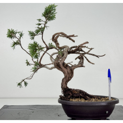Juniperus sabina -sabina rastrera-  I-8722
