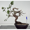 Juniperus sabina -sabina rastrera-  I-8722