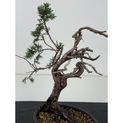 Juniperus sabina -sabina rastrera-  I-8722 vista 3