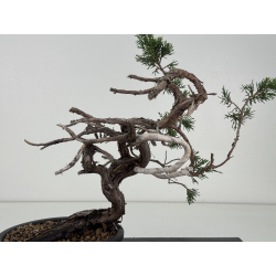 Juniperus sabina -sabina rastrera-  I-8722 vista 4
