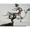 Juniperus sabina I-8722 view 4