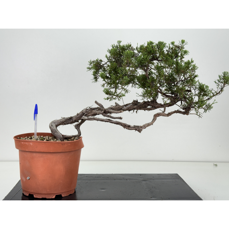 Juniperus sabina -sabina rastrera-  I-8723