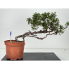 Juniperus sabina I-8723