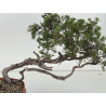Juniperus sabina -sabina rastrera-  I-8723 vista 2