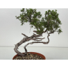 Juniperus sabina -sabina rastrera-  I-8723 vista 3