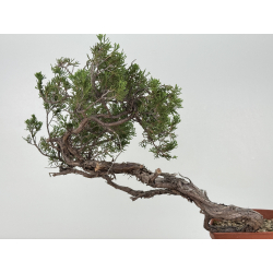 Juniperus sabina -sabina rastrera-  I-8723 vista 4