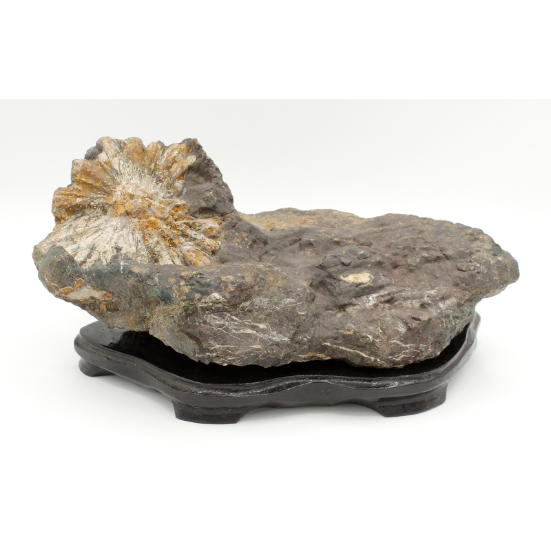 Suiseki 226 chrysanthemum stone