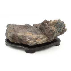 Suiseki 226 chrysanthemum stone view 3