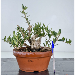 Olea europaea -olivo- I-8732