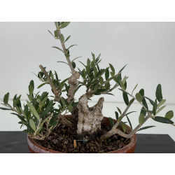 Olea europaea -olivo- I-8732 vista 2