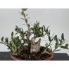 Olea europaea -olivo- I-8732 vista 2