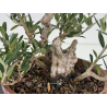 Olea europaea -olivo- I-8732 vista 3