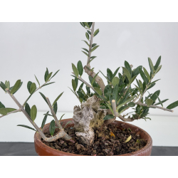 Olea europaea -olivo- I-8732 vista 4