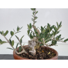 Olea europaea -olivo- I-8732 vista 4