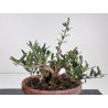 Olea europaea -olivo- I-8732 vista 5