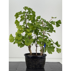 Ginkgo biloba I-8731