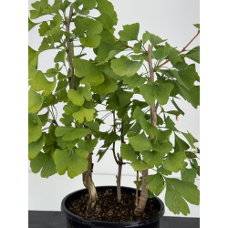 Ginkgo biloba I-8731 vista 2