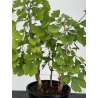 Ginkgo biloba I-8731 vista 2
