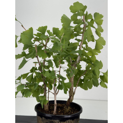 Ginkgo biloba I-8731 vista 3