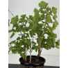 Ginkgo biloba I-8731 vista 3