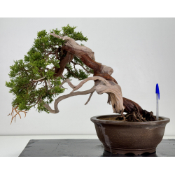 Juniperus sabina A00857