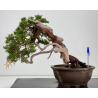 Juniperus sabina A00857