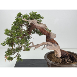 Juniperus sabina A00857 view 2