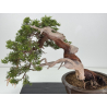 Juniperus sabina A00857 view 2