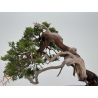 Juniperus sabina A00857 view 3
