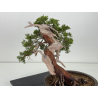 Juniperus sabina A00857 view 4
