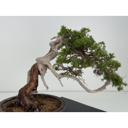 Juniperus sabina A00857 view 5