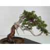 Juniperus sabina A00857 view 5