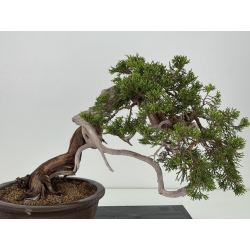 Juniperus sabina A00857 view 6
