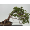 Juniperus sabina A00857 view 6