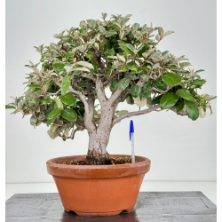 Elaeagnus pungens I-8723