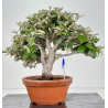 Elaeagnus pungens I-8723