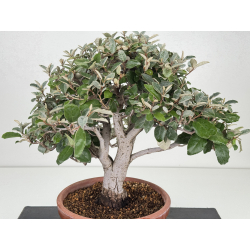 Elaeagnus pungens I-8723 vista 2