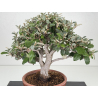 Elaeagnus pungens I-8723 vista 2