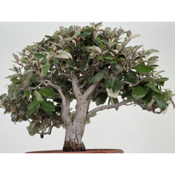 Elaeagnus pungens I-8723 vista 3